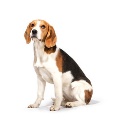 Beagle dog isolated on white background