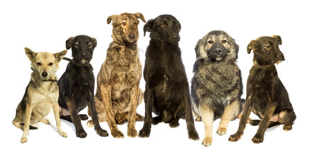 group of dogs