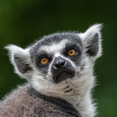 Portrait of a Lemur at closeup