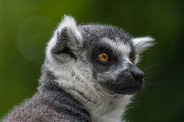 Portrait of a Lemur at closeup