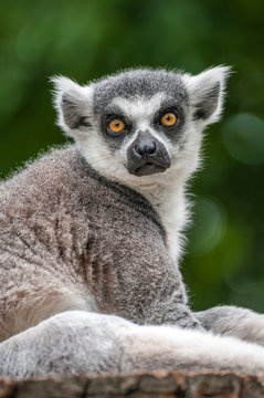 Portrait of a Lemur at closeup