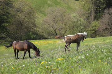 Fototapeta premium Cavalli al pascolo