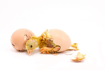 The chicks were hatch from an egg.