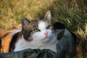 Katze beobachtet aufmerksam