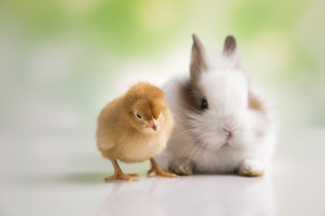 Fototapeta premium Happy Easter. Chickens in bunny