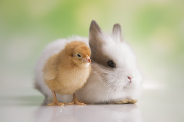 Happy Easter. Chickens in bunny