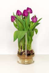 Magenta tulips growing in water in a glass vase - bulbs and root