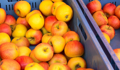 apfel1303a