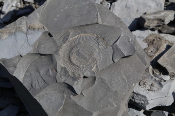 Fossilie