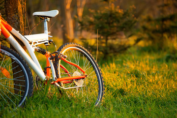 Fototapeta na wymiar New mountain bicycle in park at sunset