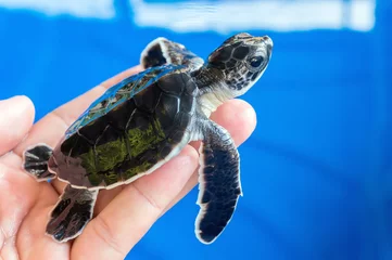 Foto auf Acrylglas Schildkröte Hand holding newly hatched baby turtle