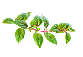 green twig of fuchsia with red vein  is isolated on white backgr