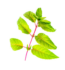 fresh green twig of fuchsia with dew on long leaves is isolated