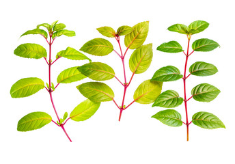 Fototapeta na wymiar three different fresh green twigs of fuchsia is isolated on whit