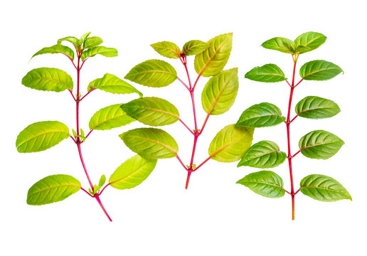 three different fresh green twigs of fuchsia is isolated on whit