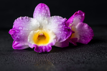 purple orchid dendrobium with dew on black background, closeup