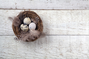 Nest with eggs on wood