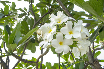 Obraz na płótnie Canvas flower plant tree leaf green white aroma concept