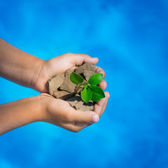Young plant in hands against blue sea background