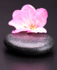 stone and petal