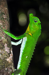 Lyre-headed lizard on the treе. Macro shooting.