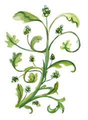 A watercolour vine decoration on white background