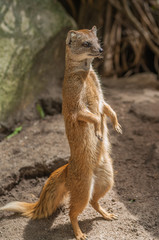 Yellow mongoose standing up at guard closeup