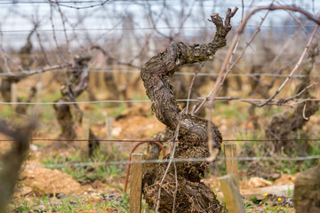 vieille vigne