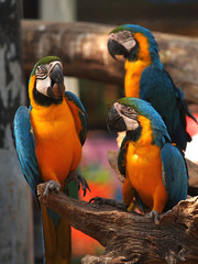 Blue and Gold Macaw