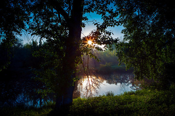 Obraz premium beautiful green forest