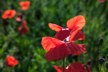 Fototapeta premium red poppy field