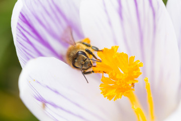 Bee on a white purple striped crocus
