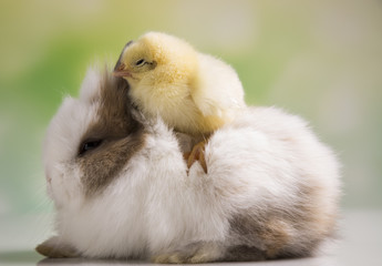 Happy Easter. Chickens in bunny