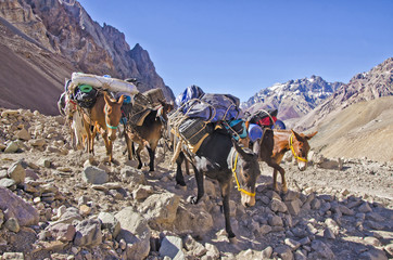 Mules  caravan  in the Mountain. From Puente del Inca to Plaza de Mules