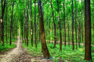 Fototapeta premium beautiful green forest
