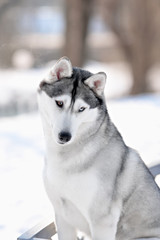 purebred husky in winter