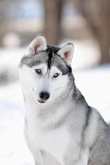 purebred husky in winter