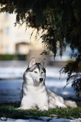 siberian husky dog winter portrait
