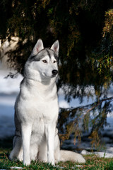siberian husky dog winter portrait