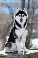 siberian husky dog winter portrait