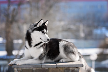 siberian husky dog winter portrait