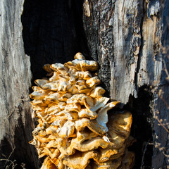 tree fungus