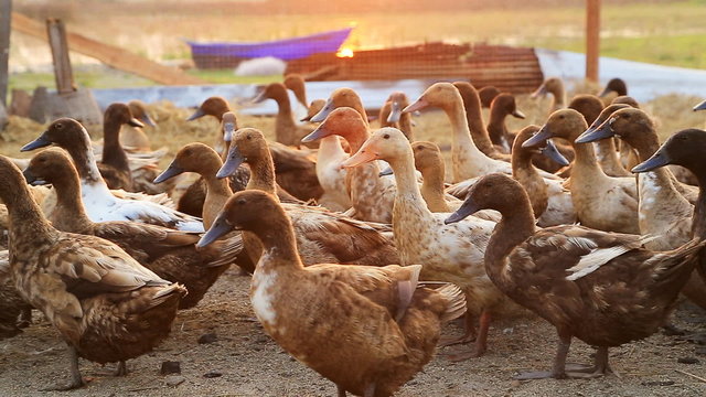 Domestic Ducks on farm, Tak province, Thailand.