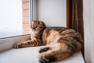 Scottish fold red cat playing