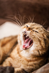 Fototapeta na wymiar Scottish fold red cat playing