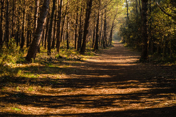 Strada nel bosco