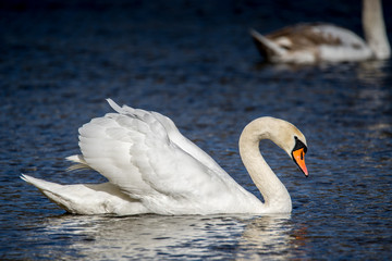 Swan