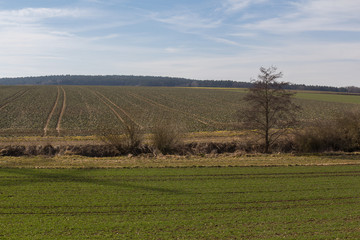Fototapeta na wymiar spring landscape in bavaria