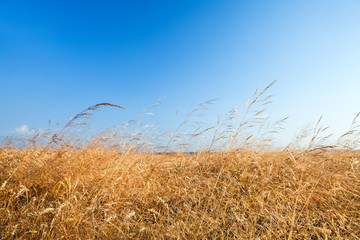 Obraz premium Wheat field