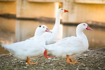 Duck Goose in nature to last hour, Golden Hour